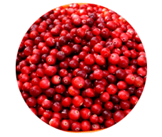 Lingonberry-ի պտուղները պարունակվում են Prostamin պարկուճներում, դրանք թեթևացնում են այտուցը